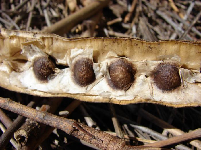 Moringa et microplastiques : une graine naturelle pour améliorer la purification de l’eau