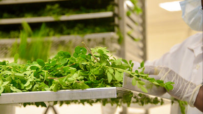 POEDER me® van pure biologische moringa