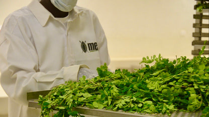 POEDER me® van pure biologische moringa